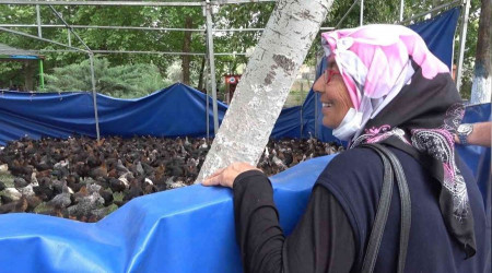 Belediyeden yzde 100 hibeli horoz ve tavuk destei