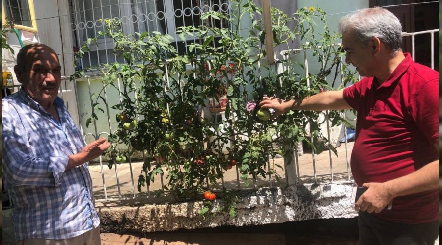 Betonu delen domates g�renleri �a�k�na �eviriyor
