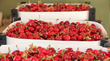 Bilecik'te ilk kiraz hasadı yapıldı