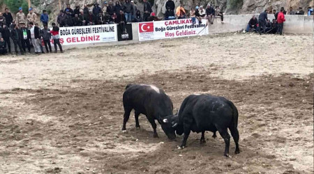 Boğa güreşleri nefes kesti