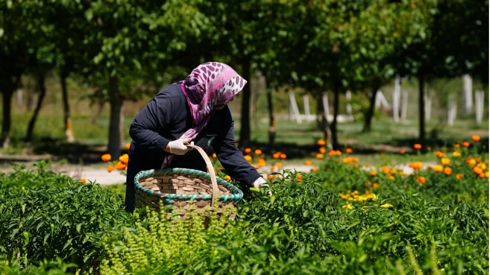 Bolu'da asırlık ata tohumlarında hasat mesaisi başladı