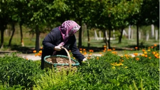Bolu'da asırlık ata tohumlarında hasat mesaisi başladı