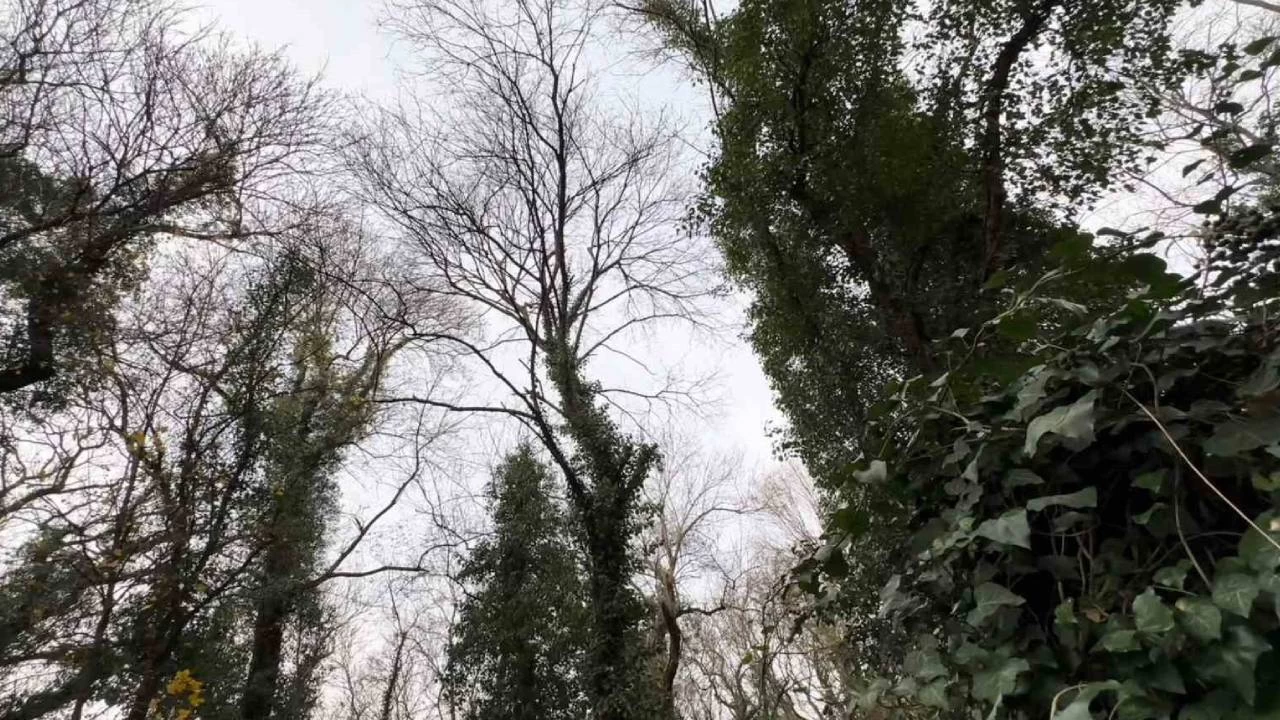 Bu ormana bilim adam� olmayan giremiyor