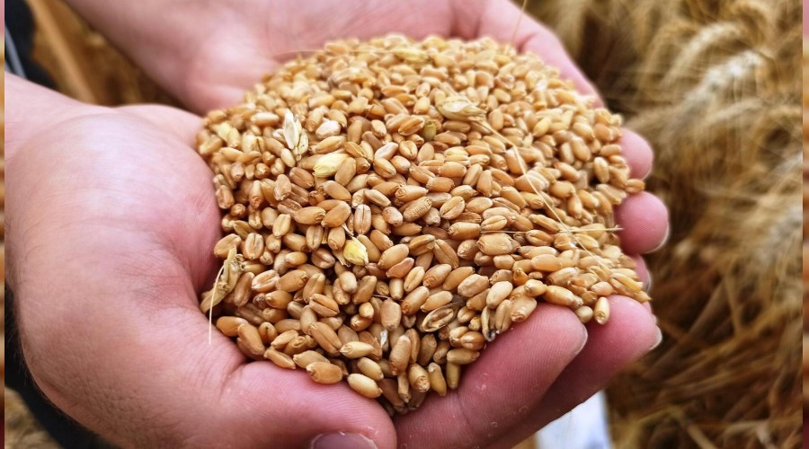 Buğday, mısır ve arpada ithalat kapısı açıldı
