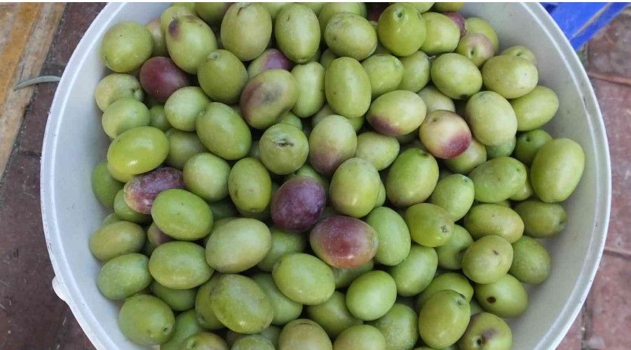 Burhaniyeli üretici ceviz büyüklüğünde zeytin yetiştirdi