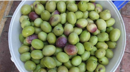 Burhaniyeli üretici ceviz büyüklüğünde zeytin yetiştirdi