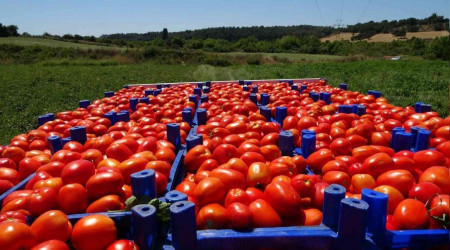 Çanakkale domatesine coğrafı işaret