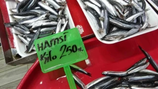 Çanakkale'de hamsi ve sardalya 200-250 TL bandında
