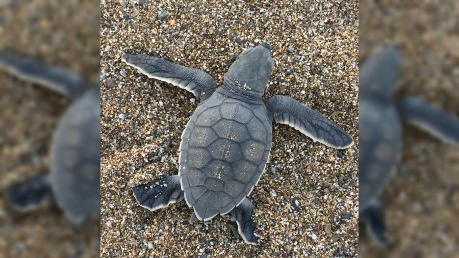 Caretta caretta yavrular� yumurtadan ��k�p denizle bulu�tu