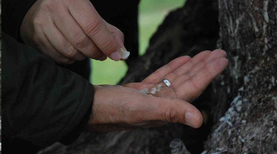 'Çeşme sakızı, ağızda sakız olmasın'