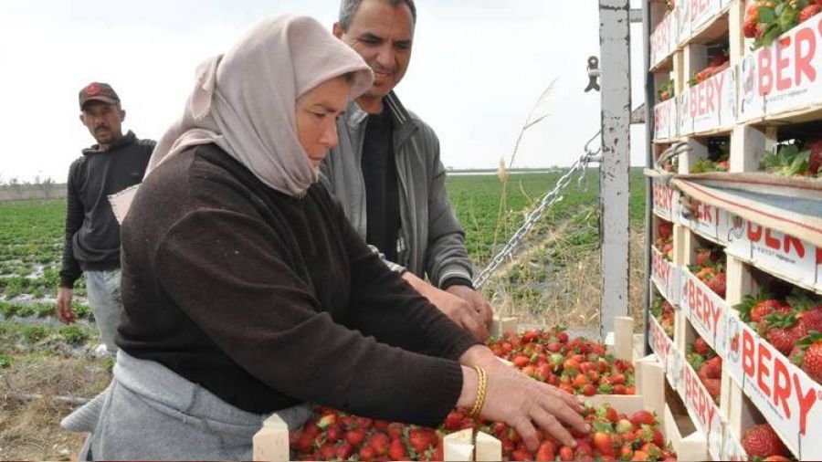 Çiftçimizin emeği heba olup gidiyor