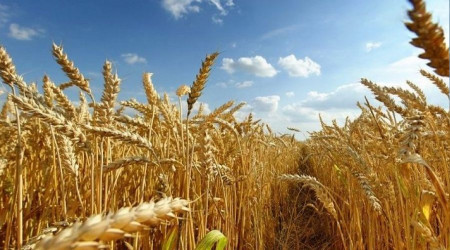 Çiftçinin maliyeti aldı başını gidiyor