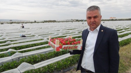 Çilekte umutlar Rusya pazarında