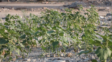 ken kuruyemi dkkannn enkazndan ayiekleri boy verdi