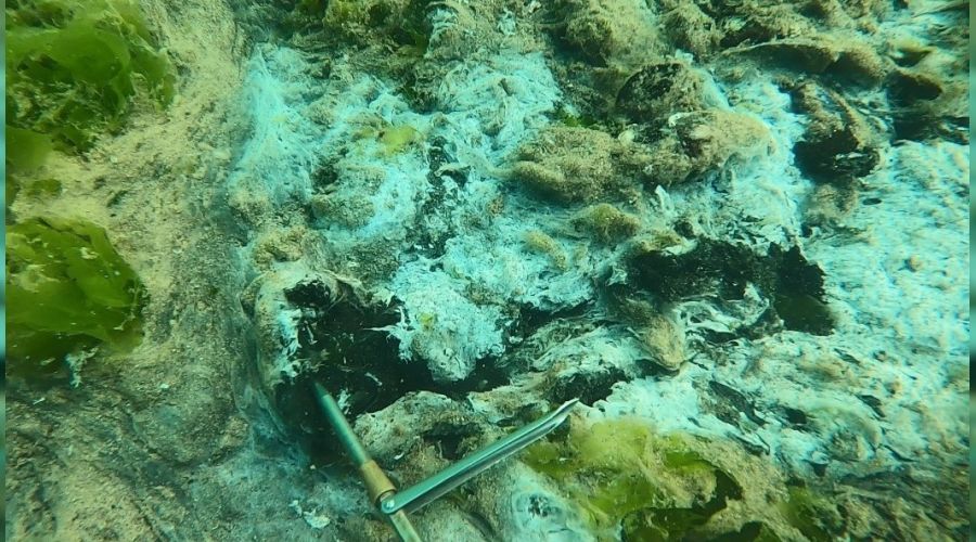 Çürüyen deniz salyası dehşete düşürdü