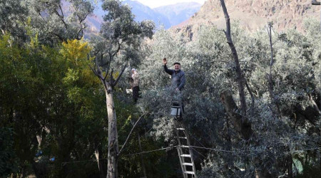 Daldaki amca ve teyzenin yaşı 80