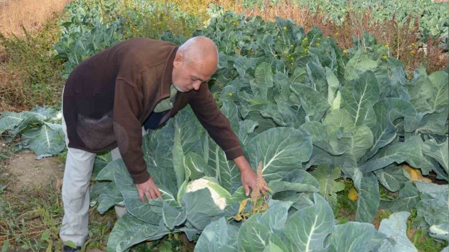 Deneme amaçlı karnabahar dikti, şimdi siparişlere yetişemiyor
