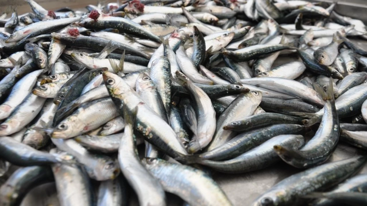 Deniz kirlili�i bal��� vurdu