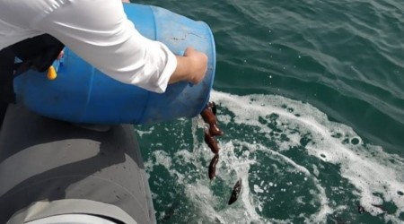 Deniz Patlıcanı Projesi başarıyla devam ediyor