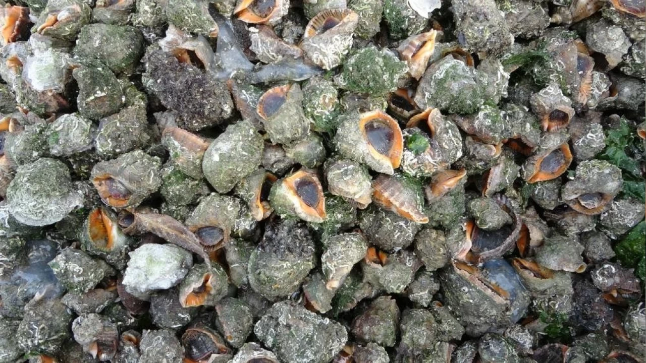 Deniz salyangozu ihracat� hamsiyi sollad�