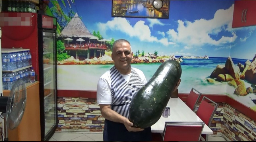 Dev gibi salatalıkta olur mu
