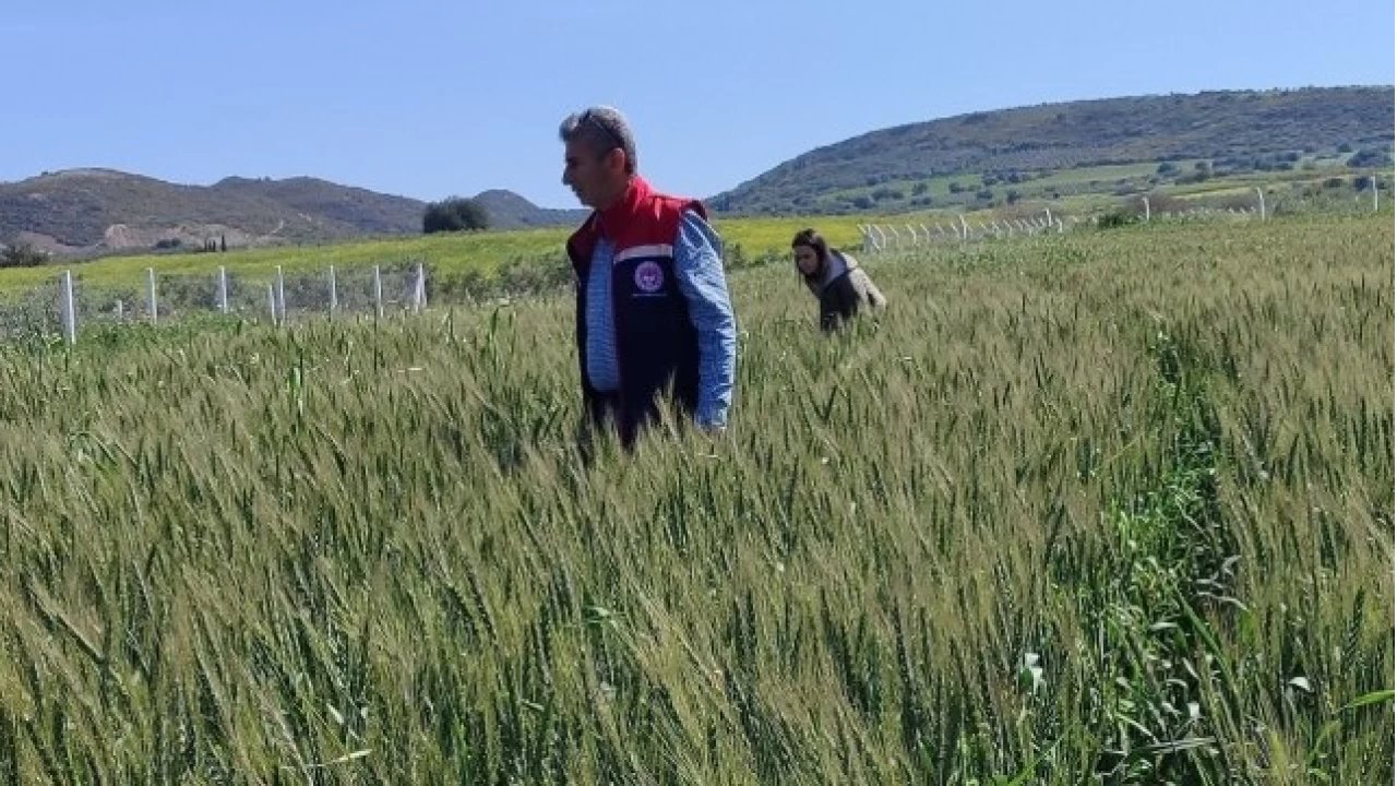 Didim: Turizmin gölgesinde tarım ve sanayi arayışı