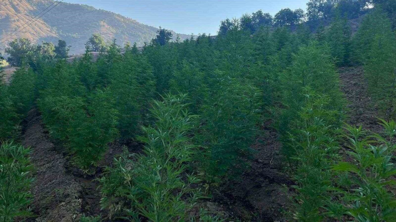 Diyarbakr'da 1 milyon 825 bin kk kenevir ele geirildi