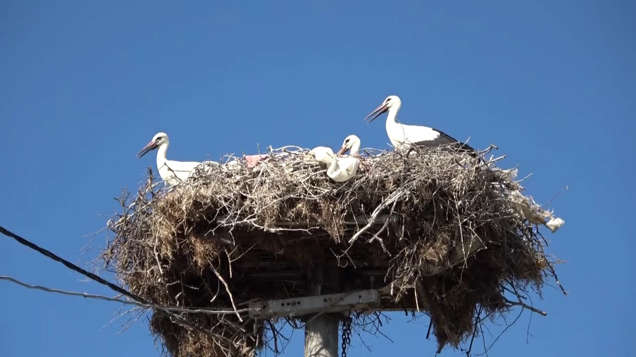 Doğadaki plastik atıklar yavru leylekleri de tehdit ediyor