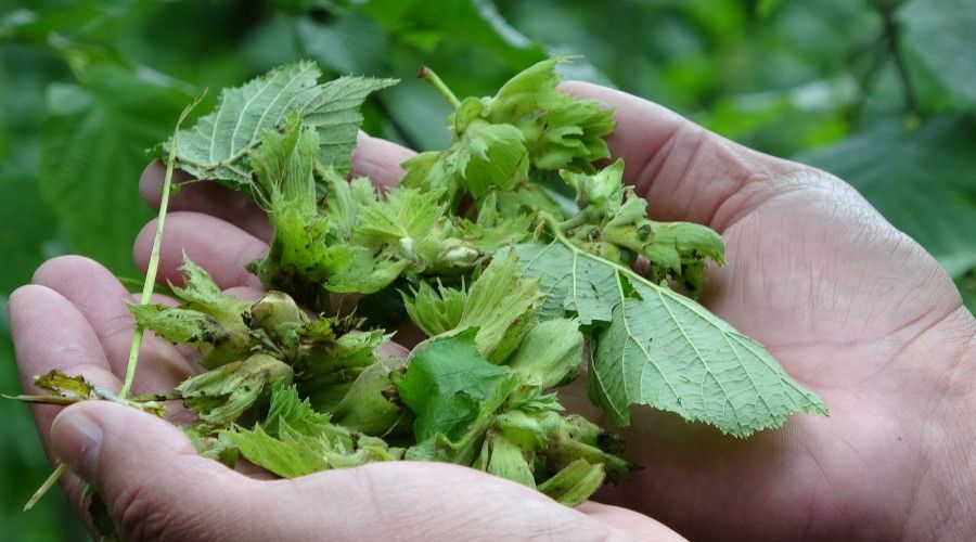 Dolu zarar� f�nd�kta rekolteyi etkileyebilir