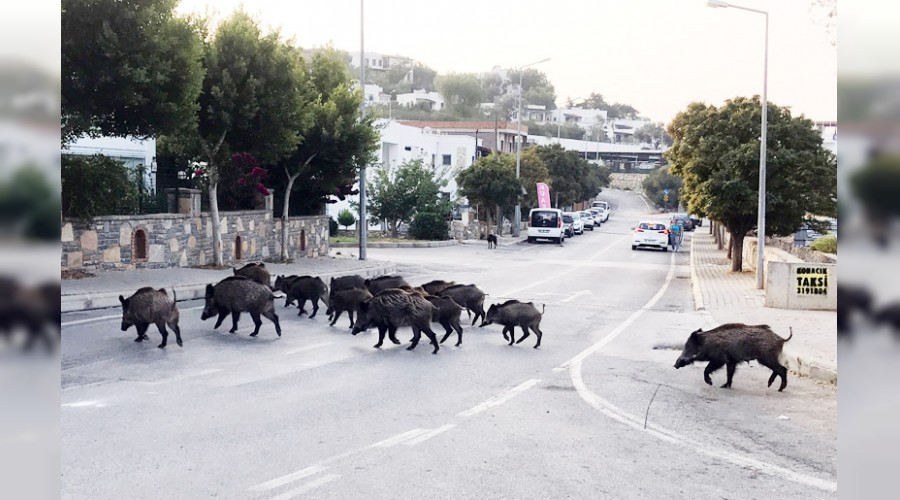 Domuz s�r�s� kent merkezine indi 