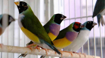 Dünyaca ünlü rengarenk egzotik kuşlar Erzincan'da yetiştiriliyor