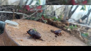 Dünyanın en güçlü böceği Yüksekova'da görüldü