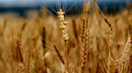Edirne'de buğday 2,653 liradan satıldı