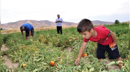 Elazığ'da tarladan satış