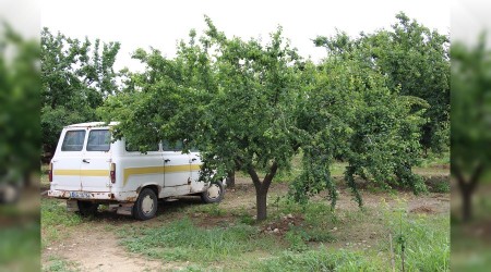 Eriğin yüksek fiyatı hırsızların iştahını kabattı