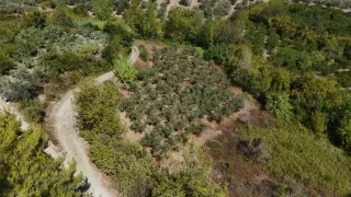Erkenci mandalina tarlada 30 TL ile 40 TL arasnda