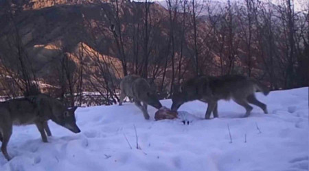 Erzurum'da kurt sürüsü fotokapana yakalandı