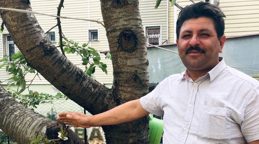 Eylül ayında çiçek açan kiraz ağacı