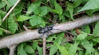 Fındığın kanseri 'Drakula' son evrelerini yaşıyor