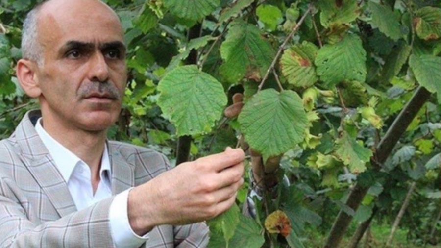 Fındık üreticisi hasat öncesi fiyatın açıklanmasını bekliyor