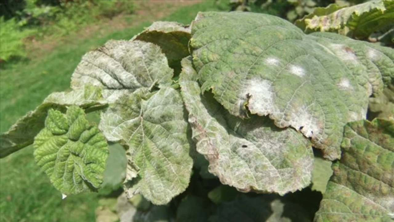 F�nd�kta k�llenme hastal���na dikkat