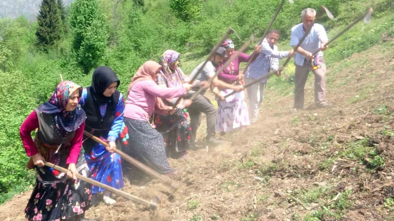 Giresun'un anak ilesinde asrlk gelenek yaatlyor