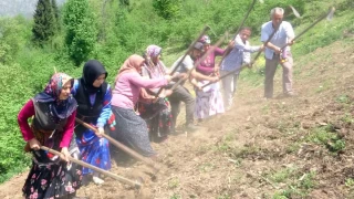 Giresun'un anak ilesinde asrlk gelenek yaatlyor