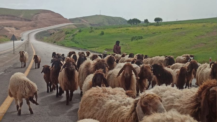 Göçerler yayla yolunda