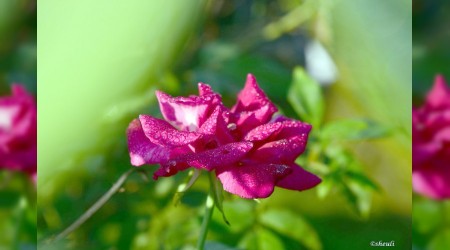 Hakiki ilim ehli onlardır