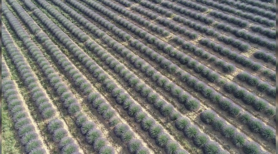 Hazine arazileri �ift�ilere kiraya verilecek