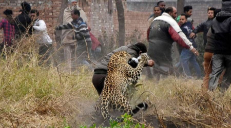 Hindistan'da kaplanların neden olduğu ölümler, köylüleri sokağa döktü