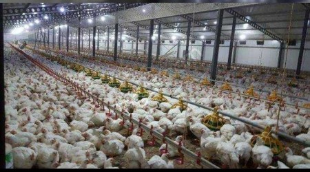İcradan satılık tavuk çiftliği