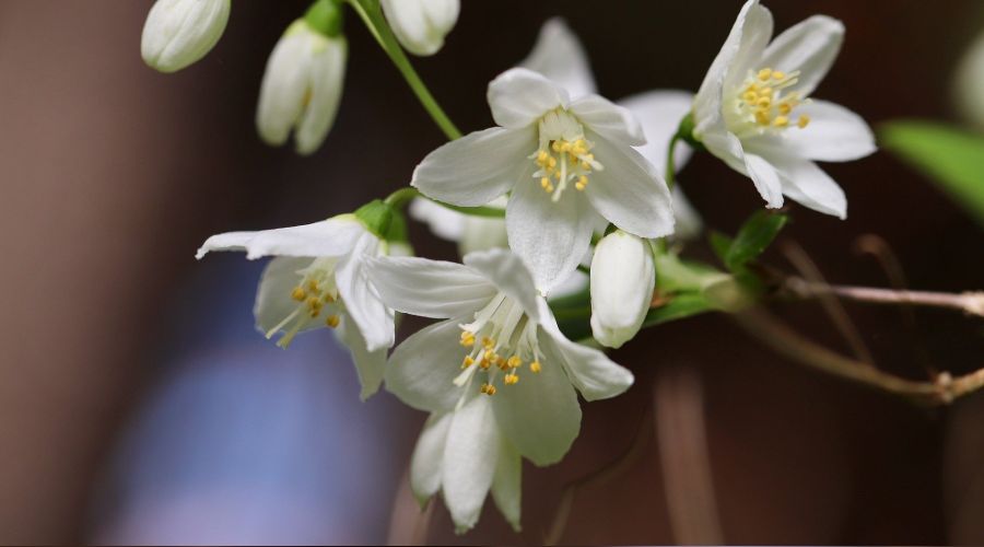 ��lim, dostlar i�in bir s�st�r�