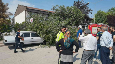 İncir ağacı araçların üzerine devrildi